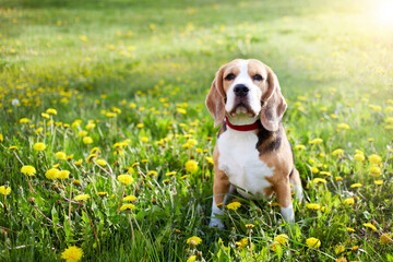 A beagle dog sits on the green grass in a summer meadow with dandelions. It's a hot sunny day.