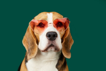 A beagle dog wearing sunglasses and straw hat on a green isolated background. Advertising...