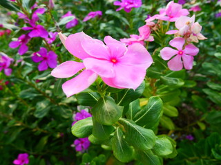 pink cape periwinkle flower with green leaves under the sunlight