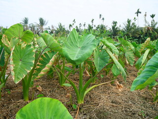 A taro farm in Thailand, green leaves can be seen growing on the ground while the taro tubers are...
