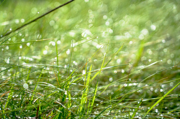 Drops of water and dew on green grass close-up in rays of light