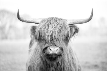 beautiful Scottish Highland cow in nature grass setting portrait animal
