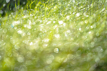 Drops of water and dew on green grass close-up in rays of light