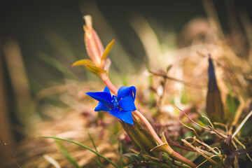spring gentian, gentiana verna, at a spring morning on a  alpine meadow