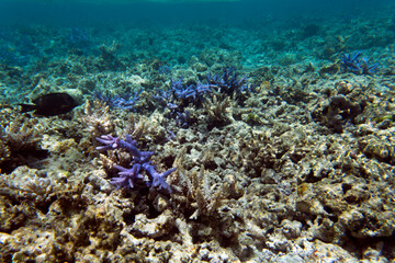 A photo of coral reef