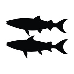 Barracuda fish silhouette isolated on white
