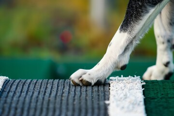closeup of a dogs paws on an agility contact zone