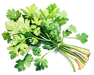 Cilantro  single object vegetables