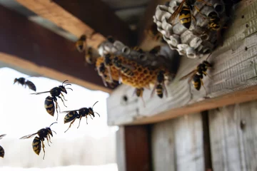 Foto auf Leinwand hornets circling a nest made on a barn rafter © Alfazet Chronicles