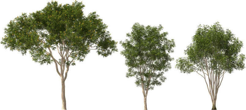 trees libidibia ferrea hq arch viz cutout plants
