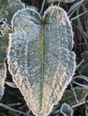 Cold morning. Frosty leaf. Close up macro green. 
