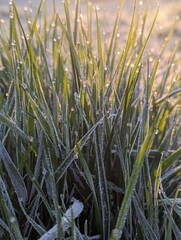 Close up grass cold morning frozen.