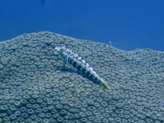 A small tropical fish lies on the surface of a hard coral underwater.