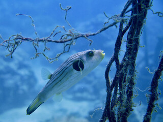 Pufferfish underwater on a blue background. A fish swims near an old anchor rope underwater in a...