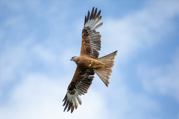 Obraz premium Low angle of a red kite soaring in cloudy sky