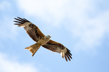 Low angle of a red kite soaring in cloudy sky