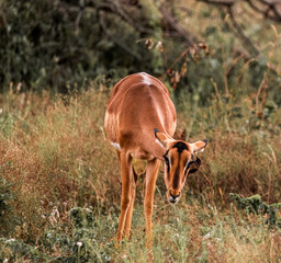 Kruger Impala with bird eating ticks, symbolizing interdependence in the nature