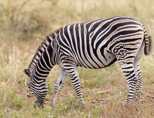 Fototapeta na wymiar Zebra 2
