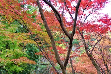 Red leaf season at Kiyomizu Temple, Osaka, Japan