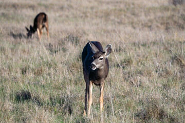 A deer is standing in a field with another deer in the background