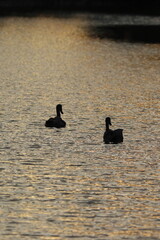 Cygnus, a couple of swan floats the pond in the evening sun