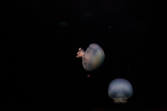 underwater photos of jellyfish Stomolophus meleagris, Cannonball jellyfish