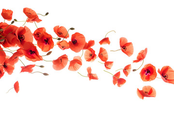 Red poppy petals flew isolated PNG