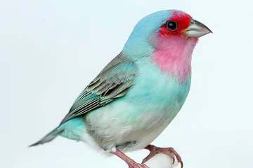 Foto op Plexiglas Beautiful turquoise and red bird isolated on a white background © Cuong
