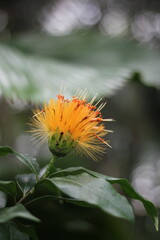 Beautiful orange flower growing in the jungle.