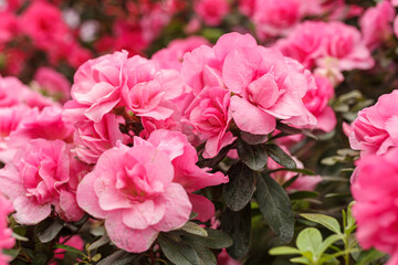 Beautiful blooming pink Azalea bushes