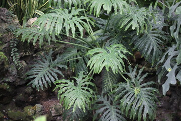 Leafy tropical green plants growing in the jungle.