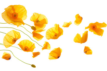 Yellow poppy petals flew isolated PNG
