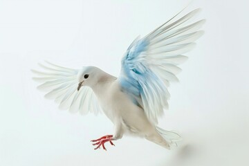 White dove with wings spread isolated on a white background in the studio