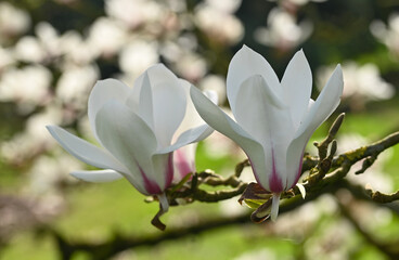 Beautiful close-up of a magnolia cylindrica flower © James Nature Pics