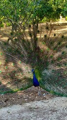 peacock in the garden