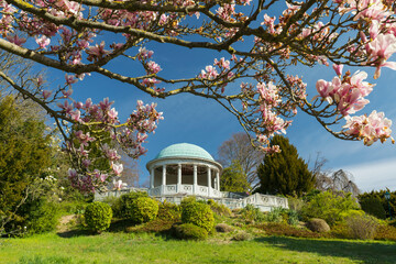 blühende Magnolie vor dem Beethoventempel, Kurpark, Baden bei Wien, Niederösterreich, Österreich