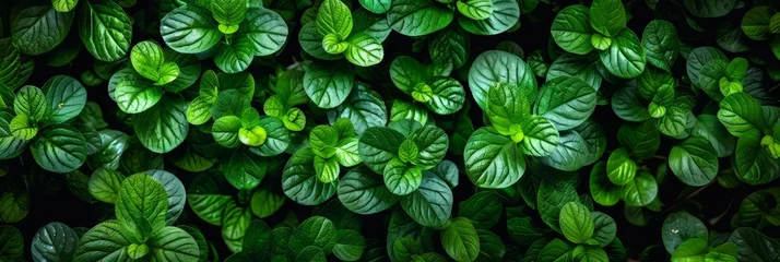 Crédence de cuisine en verre imprimé Vert Closeup green hedge wall texture with small leaves in garden   eco evergreen background
