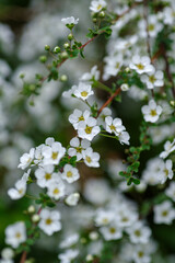 東京ミッドタウンのユキヤナギが最盛期