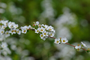 東京ミッドタウンのユキヤナギが最盛期