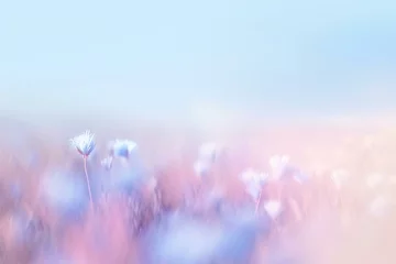 Selbstklebende Fototapeten Flower meadow with blue cornflowers,  Nature background © Cuong