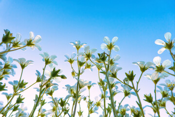 Bottom view of spring flowers that stretch towards the blue clear sky. Background. Form