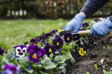 Fototapeten gardener using a trowel to plant pansies in a row © Alfazet Chronicles