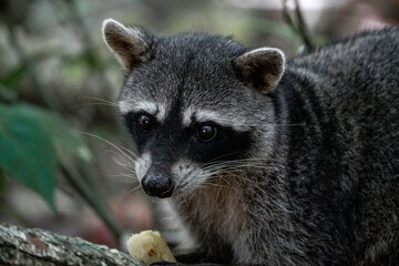 raccoon very cute animal in Cahuita national park Costa Rica travel wildlife