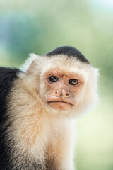 Beautiful white face monkey in Costa Rica jungle nature arrea