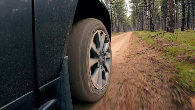 Car drives through forest. Pickup truck's wheel on rough terrain close up. Spring grass and trees along way. Rotating tyre on dirty road. Automobile offroad