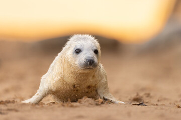 Young Grey Seal pup on the beach in Norfolk, UK.