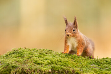 Red Squirrel on a mossy rock in Cumbria, UK. © Wirestock
