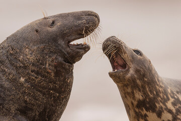 Adult Grey Seal on the beach in Norfolk, UK.