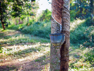 Natural latex from rubber tree in plantation forest,The natural latex flows into the rubber bowl.