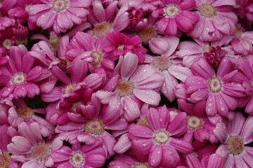 東京ミッドタウンに咲くサイネリア